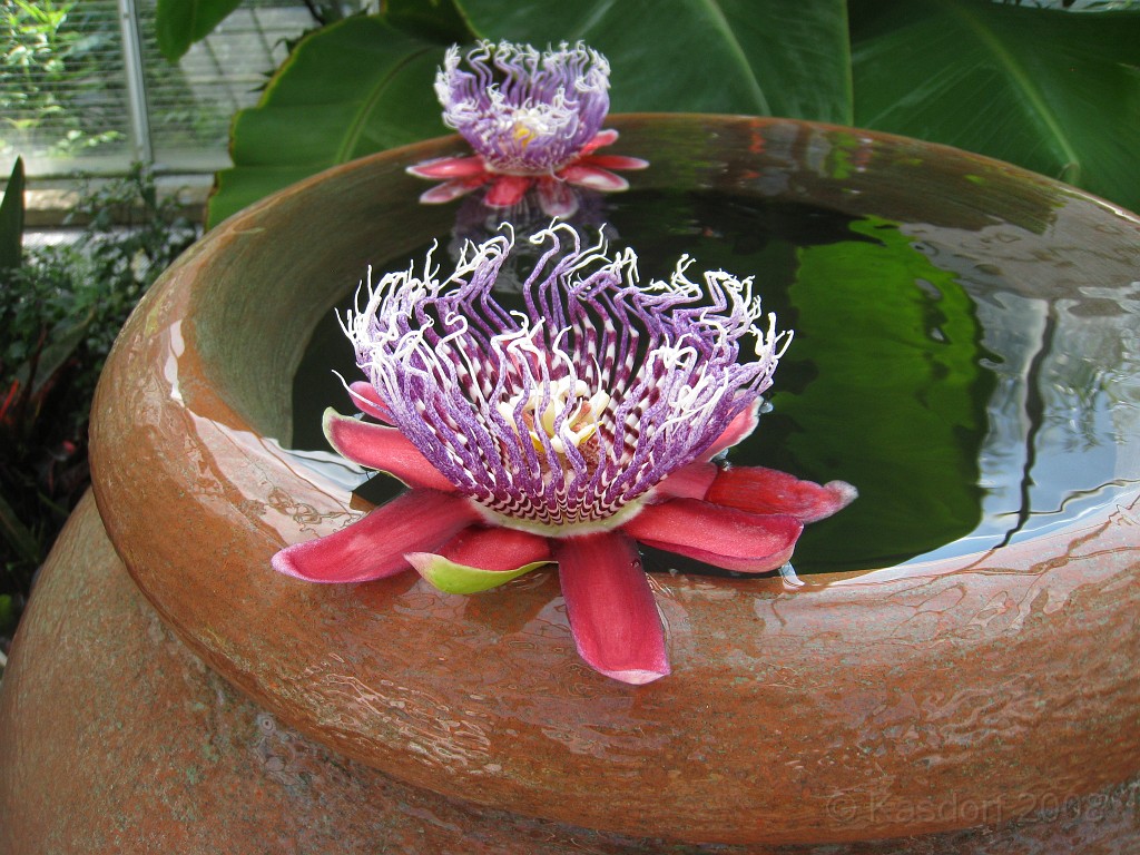 Wash DC 2009 4395.jpg - A 4th of July trip to Washington DC in 2009 to see the museums, memorials and fireworks.